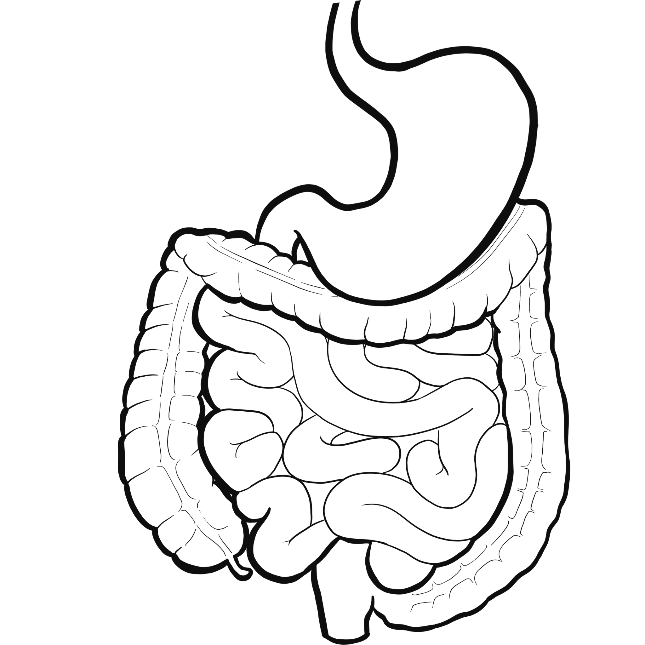 Digestion & Detox